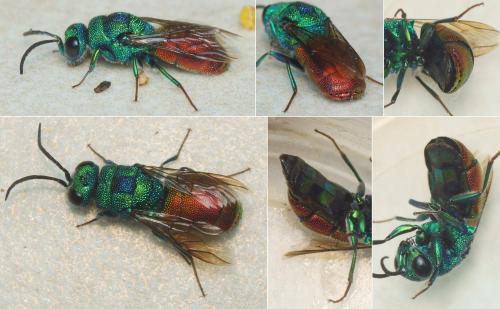 Réf. 286 981 : Chrysis comparata